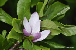 Magnolia 'Susan' — photo 4